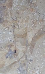 Hibolithes sp. (MONTFORT 1808) - Bild &copy; FossNet FossilienStore